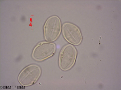 ISEM 1/Phyllanthus_mannianus_39154/Phyllanthus_mannianus_39154_0001(copy)_thumb.jpg